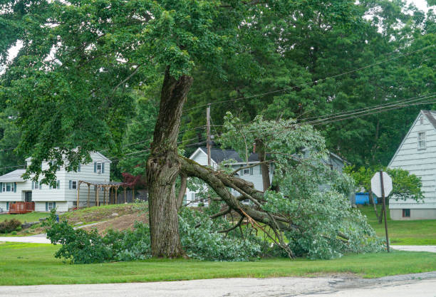 Best Stump Grinding and Removal  in Harper, TX