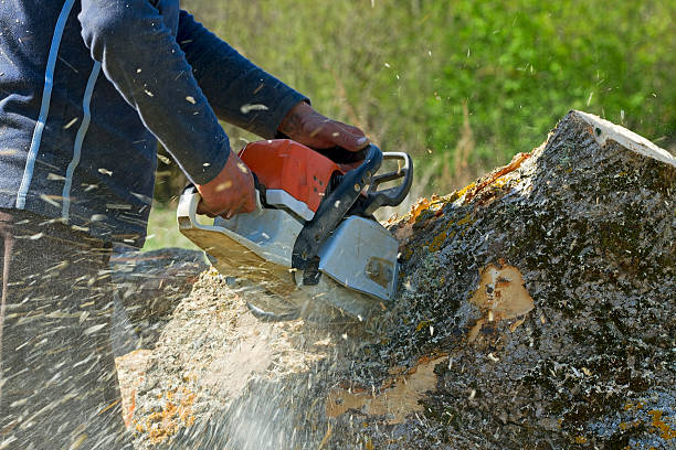 Best Grass Overseeding  in Harper, TX