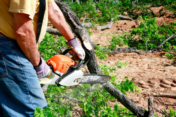 Professional Tree Services in Harper, TX